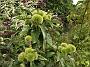 Castanea sativa Pyramidalis1